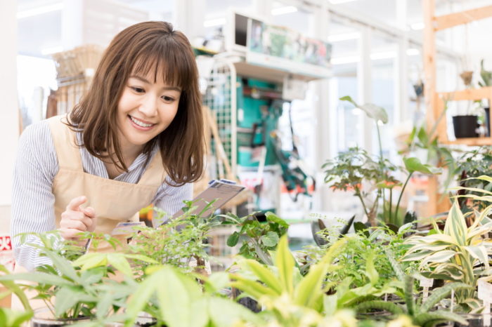 引越し祝い 新築祝いで喜ばれる観葉植物10選 花工房パルテール 公式 北上市のフラワーショップ