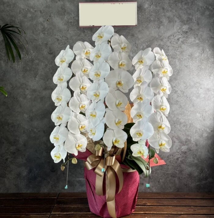 胡蝶蘭3本立ち　36輪以上胡蝶蘭